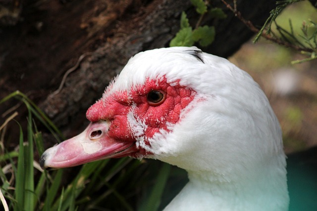 BR评选联盟各队最可能被交易的球员：字母哥、莫兰特等人上榜